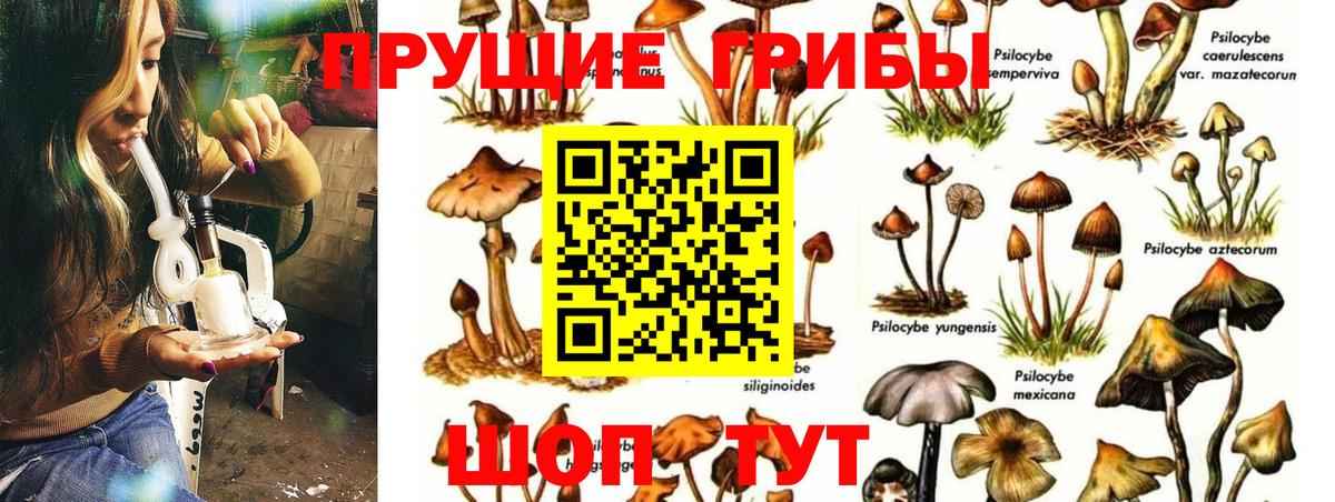 Псилоцибиновые грибы мицелий Ртищево